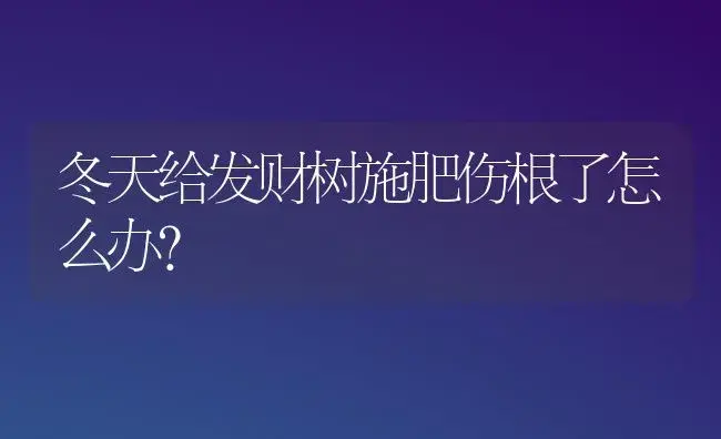 冬天给发财树施肥伤根了怎么办？ | 植物问答