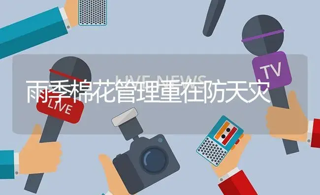 雨季棉花管理重在防天灾 | 植物资料