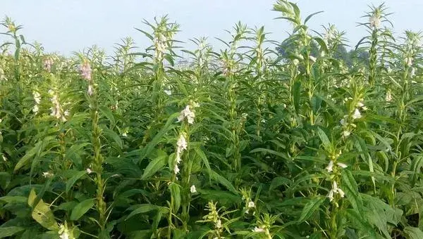 2018种芝麻赚钱吗？芝麻种植的利润与投资成本及前景预测