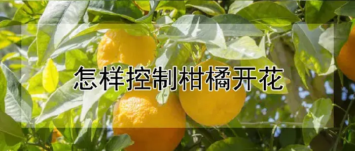 怎样控制柑橘开花