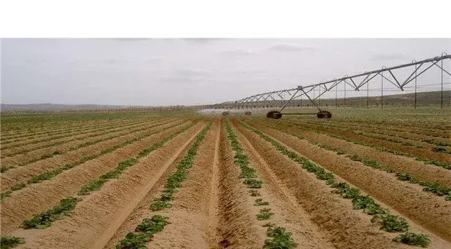 春季种植土豆高产栽培技术