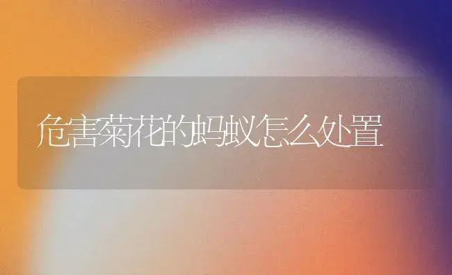 危害菊花的蚂蚁怎么处置 | 植物知识