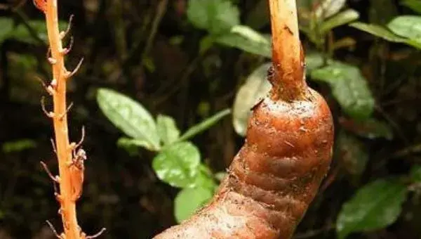 天麻科学种植技术