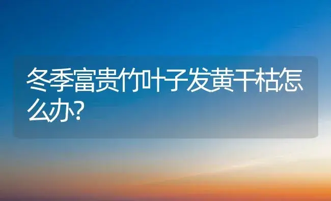 冬季富贵竹叶子发黄干枯怎么办？ | 植物问答