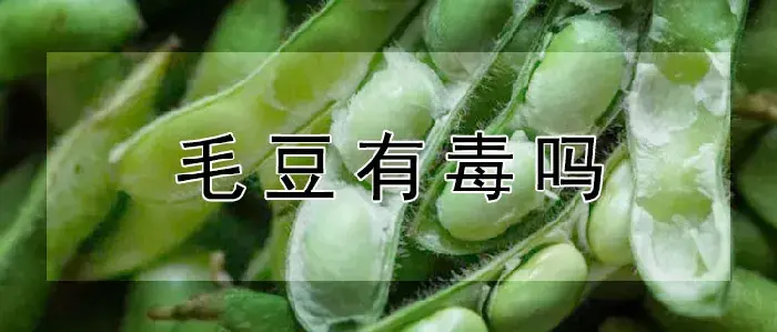 毛豆有毒吗