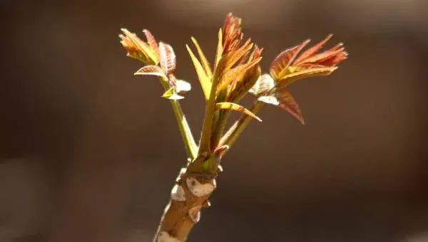 香椿芽种植技术及方法