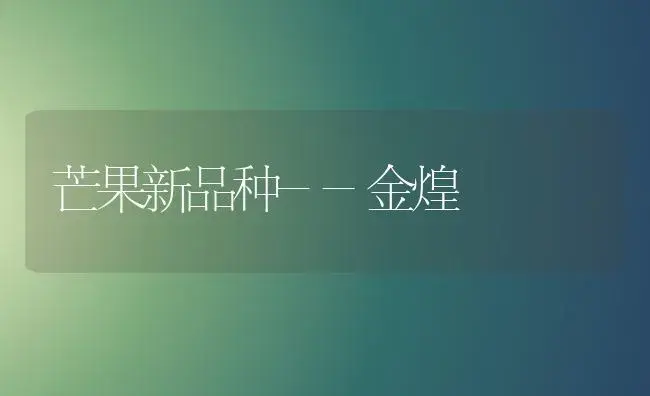 芒果新品种--金煌 | 植物科普