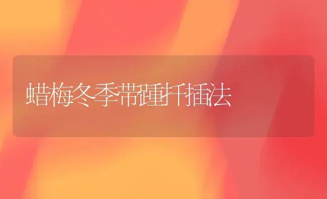 蜡梅冬季带踵扦插法 | 植物科普