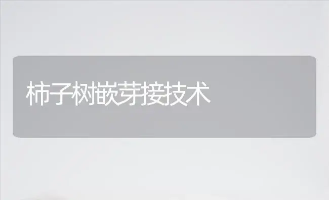 柿子树嵌芽接技术 | 植物科普