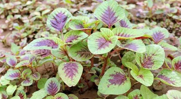 怎样种苋菜 苋菜种植技术