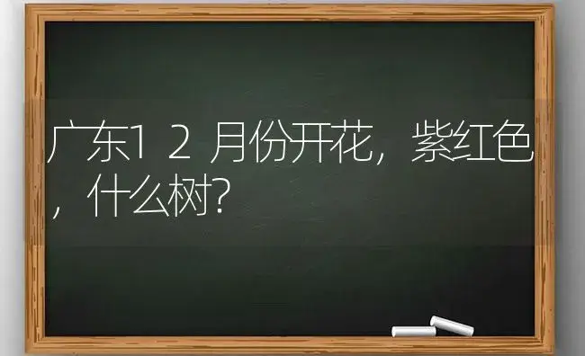 广东12月份开花，紫红色，什么树？ | 植物问答