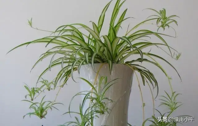 怎样移植吊兰？