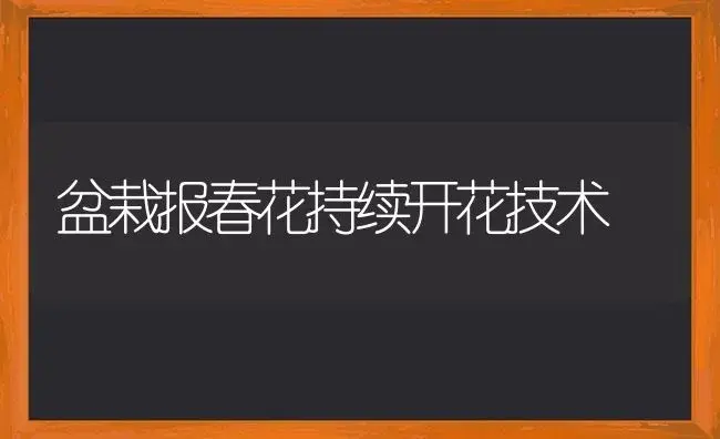 盆栽报春花持续开花技术 | 植物科普