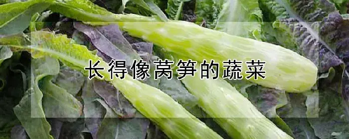 长得像莴笋的蔬菜