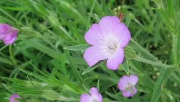 麦仙翁怎么种 麦仙翁种植方法与注意事项