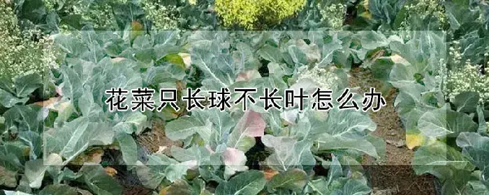 花菜只长球不长叶怎么办