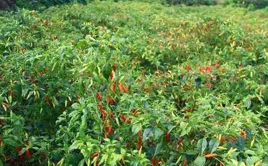 朝天椒田间种植技术