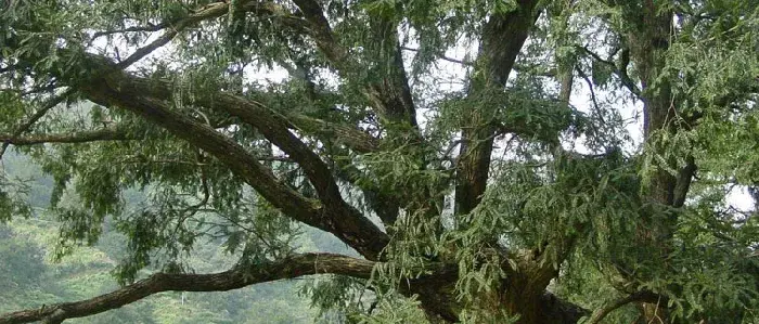 香榧树几年结果 香榧什么时候成熟（几月上市）