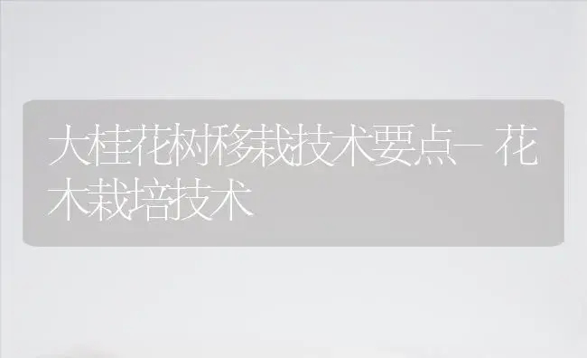 大桂花树移栽技术要点-花木栽培技术 | 植物知识