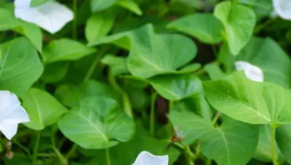 空心菜育苗方法和时间，4至7月育苗种植，北方为6至8月