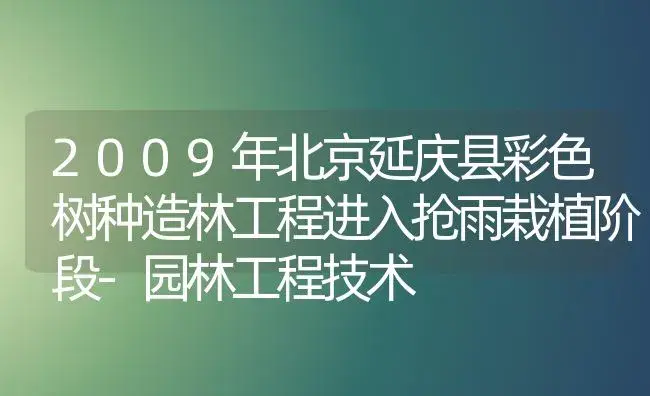 2009年北京延庆县彩色树种造林工程进入抢雨栽植阶段-园林工程技术 | 植物百科