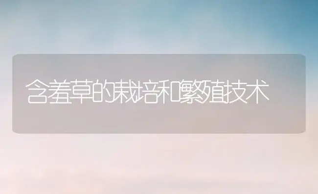 含羞草的栽培和繁殖技术 | 植物科普