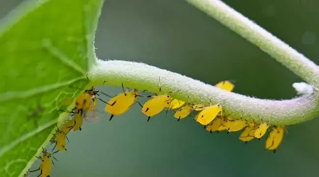 蚜虫的危害及防治