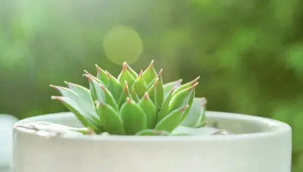 多肉配土方法与技巧 如何养好多肉植物