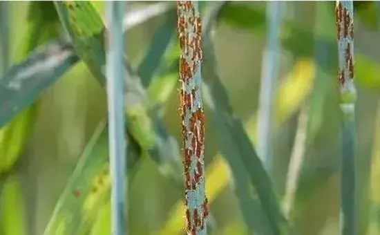 小麦中后期的常见虫害及防治措施