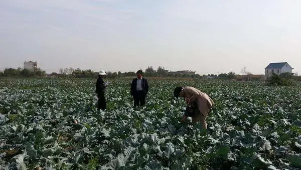 西兰花栽培技术