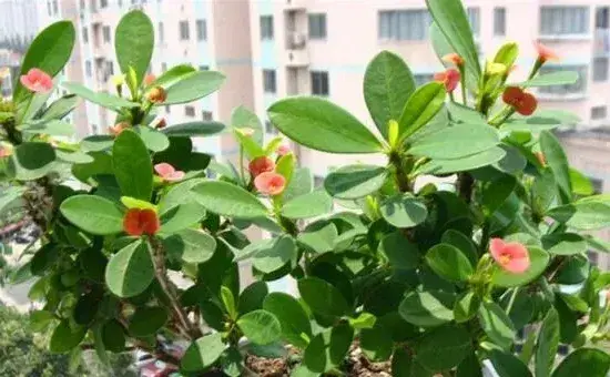 怎么区分虎刺和虎刺梅，虎刺与虎刺梅的5大不同