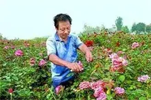 莱芜钢城区建月季花培育基地