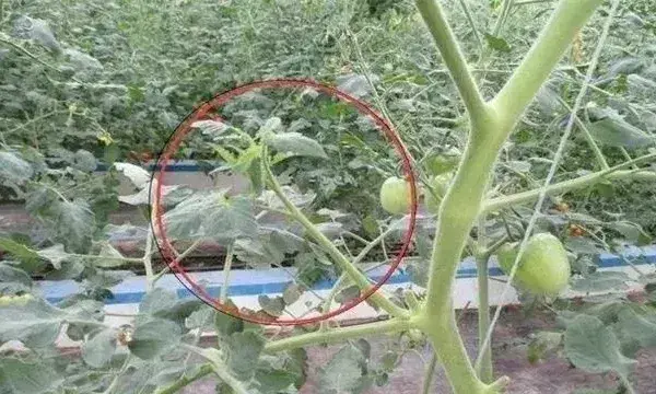 番茄疏除侧枝注意事项