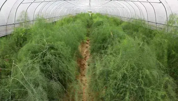 绿芦笋要怎么种 绿芦笋的种植方法