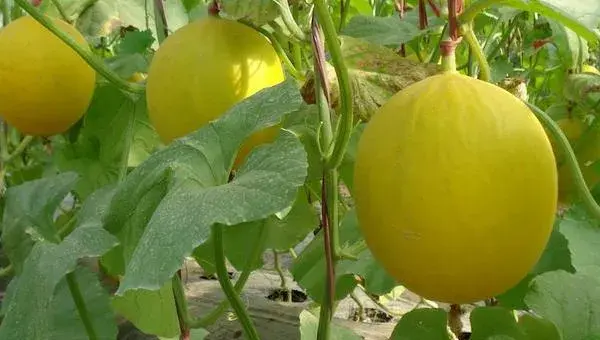 甜瓜种植时间和方法