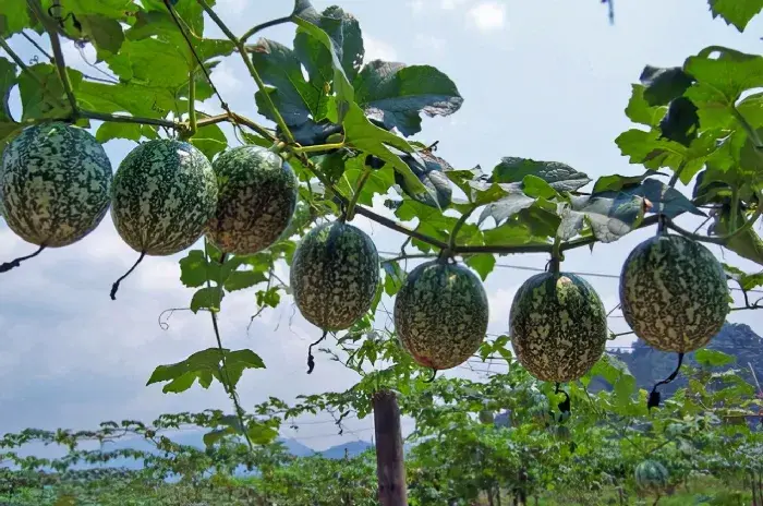 吊瓜的种植栽培要点