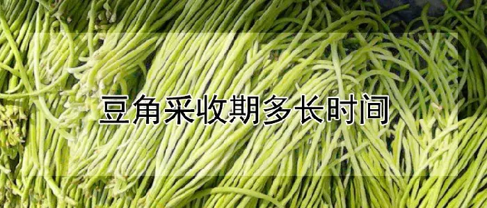 豆角采收期多长时间