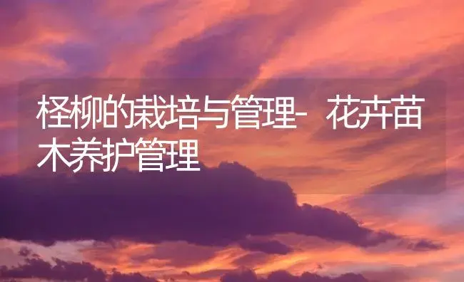 柽柳的栽培与管理-花卉苗木养护管理 | 植物知识