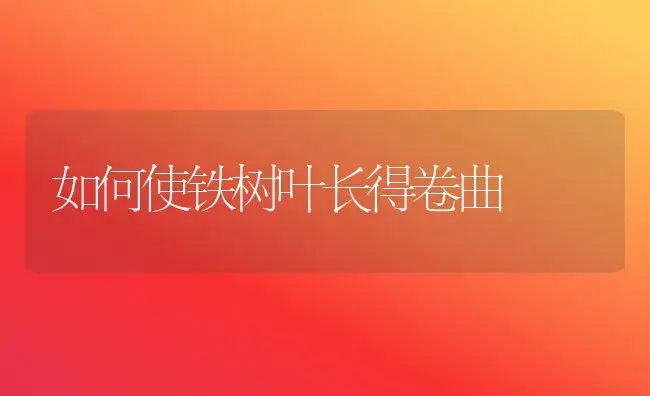 如何使铁树叶长得卷曲 | 植物知识