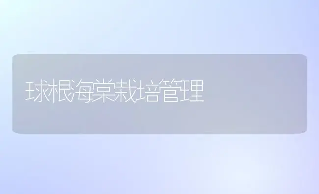 球根海棠栽培管理 | 植物科普