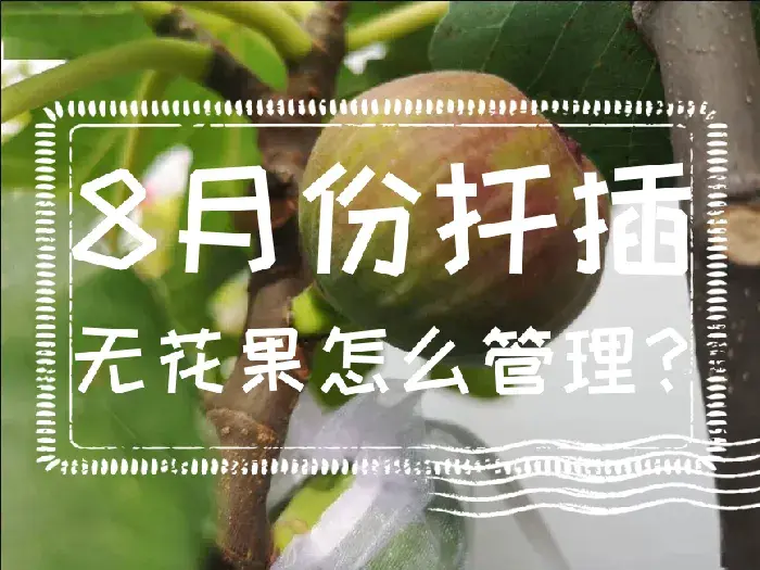 8月份扦插无花果怎么管理？