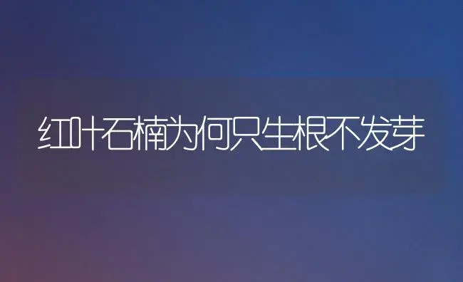 红叶石楠为何只生根不发芽 | 植物科普