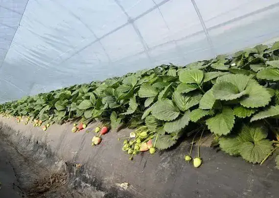大棚种植草莓如何管理产量高？