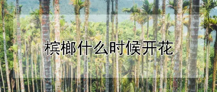 槟榔什么时候开花