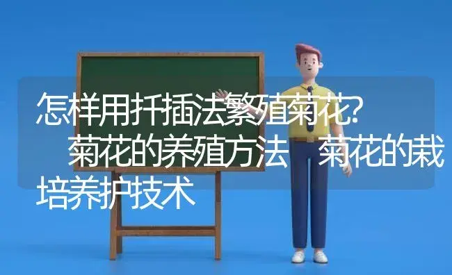怎样用扦插法繁殖菊花?  菊花的养殖方法 菊花的栽培养护技术 | 植物科普