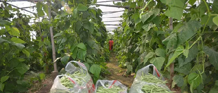 秋豆角什么时候种植 秋季大棚豆角种植技术