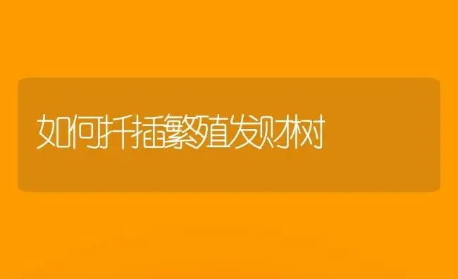 如何扦插繁殖发财树 | 植物科普