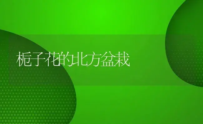 栀子花的北方盆栽 | 植物知识