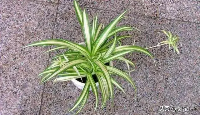 怎样移植吊兰？