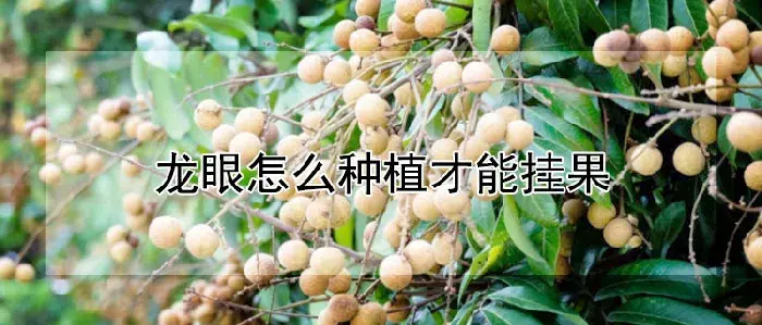 龙眼怎么种植才能挂果